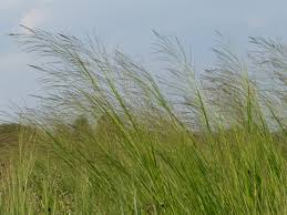 Image result for Panicum calvum