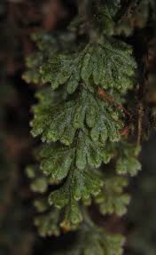 Image result for Hymenophyllum triangulare