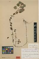 Image result for Ardisiandra sibthorpioides