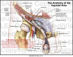 Anatomynote.com found groin region anatomy diagram from plenty of anatomical pictures on the internet. Medivisuals The Anatomy Of The Inguinal Area Medical Illustration