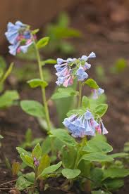 Mertensia, genus of about 50 temperate north american and eurasian species of plants in the family boraginaceae, including the virginia cowslip, or virginia bluebell (m. Virginia Bluebells Mertensia Virginica Photograph By Maria Mosolova Science Photo Library