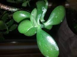 Check spelling or type a new query. What Causes White Spots On Jade Plant Why Are There White Spots On My Jade Plant
