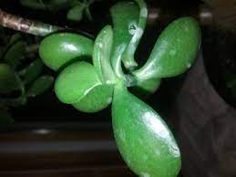 Check spelling or type a new query. What Causes White Spots On Jade Plant Why Are There White Spots On My Jade Plant