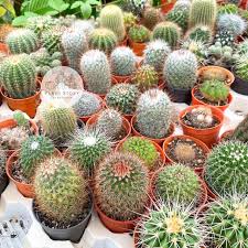 Holes in the pot's base allow excess water to drain freely through the bottom when you soak the soil. Cactus Outdoor Plant Indoor Plant Ready Stock Shopee Malaysia