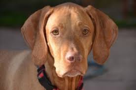 Check spelling or type a new query. Vizsla Breeders California Northern