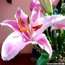 Maybe you would like to learn more about one of these? What To Do With Your Flowers After Valentine S Day Happy And Busy Travels