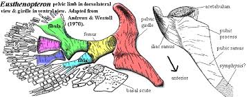 Image result for Pentarhopalopilia