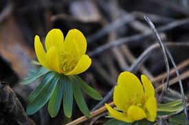 Maybe you would like to learn more about one of these? Early Spring The Delicacy Yellow Free Photo On Pixabay