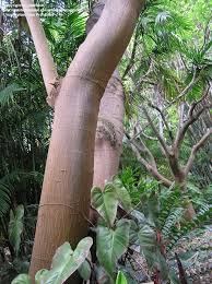 Image result for Erythrina falcata