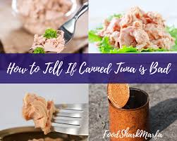 However, is canned tuna really healthy? How To Tell If Canned Tuna Is Bad In Four Simple Steps Food Shark Marfa