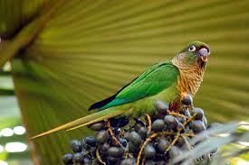 Die liste von reimen für den begriff molinasittich sind sowohl redaktionell gepflegt als auch automatisch generiert. Braunohrsittich Pyrrhura Frontalis Exotische Vogel