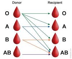 74 Punctilious Blood Group Flow Chart