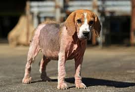 It is highly contagious and can cause intense itchiness scabies in dogs are highly contagious and can spread to and from other dogs and house pets. How To Recognize Treat Prevent Mange In Dogs Daily Paws