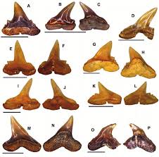 Igg jurasic word evolution : Representatives Of The Carcharhiniformes From Dzheroy 3 Download Scientific Diagram