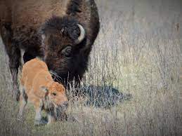Whether you call them bison or buffalo, you should clarify by putting north american in front of either word. 10 Bison Facts Travel Channel Blog Roam Travel Channel