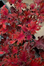 Image result for Coleus rhodesianum