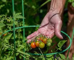 Cherry tomatoes can be determinate or indeterminate plants. Yard And Garden Growing Tomatoes News