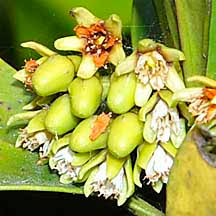 Image result for Ceriops