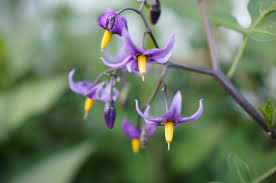 Image result for Solanaceae