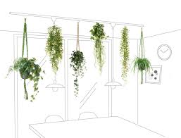 天井から吊るす 壁に掛ける ハンギンググリーンの飾り方 | PRIMA Online