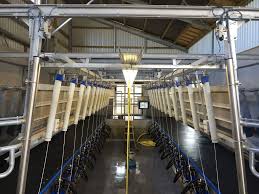 Dit type melkstal is eenvoudig te gebruiken en biedt veel flexibiliteit, omdat deze gemakkelijk geüpgraded kan worden. Zij Aan Zij Melkstal Bruland