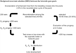 reciprocal recurrent selection rrs scheme for the