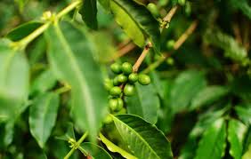 Maybe you would like to learn more about one of these? Blue Mountain Coffee Jamaican Cuisine Visit Jamaica