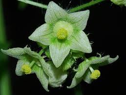 Image result for Sicyos