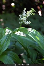 Image result for Memecylon insulare