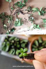 A safe guideline is to check on your plants at least once a week. How Often To Water Jade Plant Overwatering Or Underwatering Tips