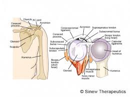 Such structures tend to be somewhat flexible but inelastic. Shoulder Injuries Shoulder Pain Information Sinew Therapeutics