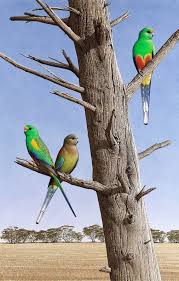 Mulga Parrots Water Based Media On Rag Paper 798x518mm By Jeff Davies Wildlife Prints Cute Animals Beautiful Birds