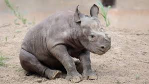 The power of rhino and grasshopper in the autodesk revit® environment. Woman Who Named Cincinnati Zoo S Baby Rhino Chose Moniker Based On Africa And Her Father