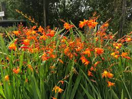 Flamin Lovely Crocosmia Fire King New Hopetoun Gardens Edinburgh Facebook