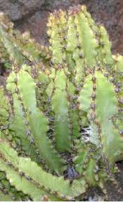 Image result for Euphorbia memoralis