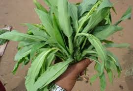 Image result for Launaea cornuta