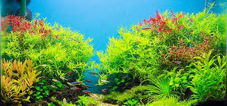 In aquascaping you should always keep your focus on aquatic plants rather than the fish. Starting A Beginner Planted Tank Tropical Fish Hobbyist Magazine