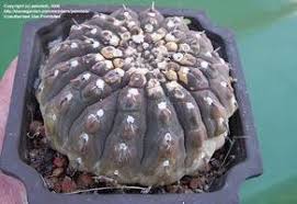 These fibrous structures, which are derived from leaves, do a range of other jobs as well. So That S Not A Cactus Dave S Garden