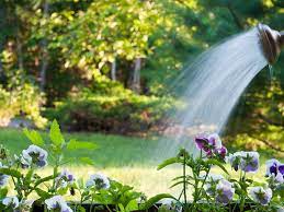 Content updated daily for garden care How To Take Care Of Plants