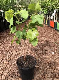 Image result for Vitis vinifera