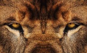 Image result for lions homecoming, orange