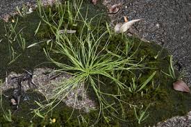 Image result for Rhynchospora brevirostris