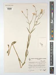 Image result for Chironia laxiflora