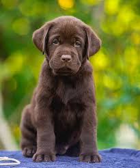 Sir grover of puma hills south park (ss15507303), dam: Lab Puppies For Sales Labrador Retriever Rescue Golden Retriever Vs Labrador