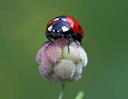 Pin Von Bora1007 Auf Animals Tiere Wild Tiere Lady Bug