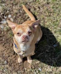 Check spelling or type a new query. Prancer The Best Pet Adoption Request Ever Tapinto