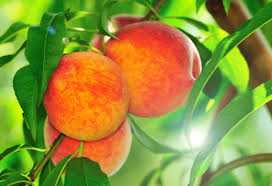 We did not find results for: Fruit Trees Fruit Trees Kzn