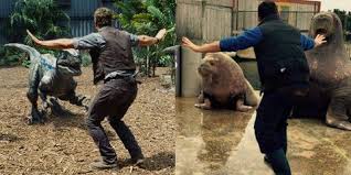 Chris pratt is about to start filming jurassic world 3, and may have divulged more than he should've about the big movie and. Chris Pratt S Jurassic World Raptor Trainer Inspires Zookeeper Meme