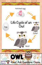 All About Owls Nonfiction Unit Owl Facts For Kids Owl Activities Owl