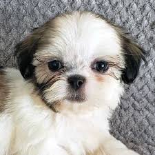 What is a good name for a shih tzu puppy? Shih Tzu Puppies Heavenly Puppies